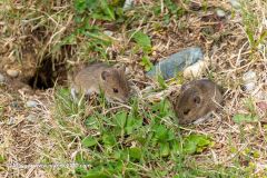 2023-04-01_115211-ARW_DxO_DeepPRIME