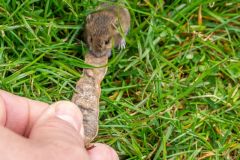 2023-04-01_114143-ARW_DxO_DeepPRIME