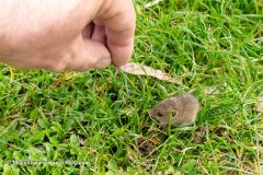 2023-04-01_114544-ARW_DxO_DeepPRIME