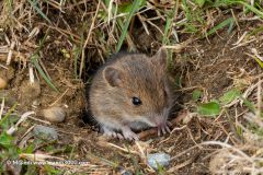 2023-04-01_115400-ARW_DxO_DeepPRIME